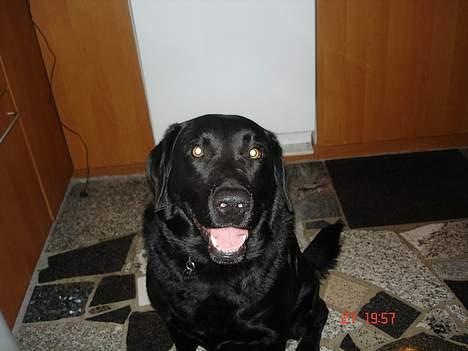Labrador retriever thies billede 1