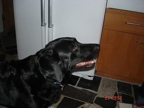 Labrador retriever thies billede 2