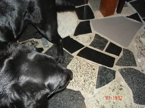 Labrador retriever thies billede 3