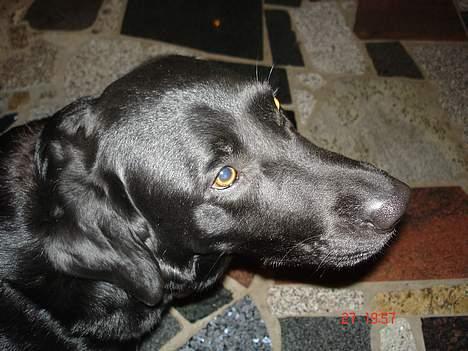Labrador retriever thies billede 4