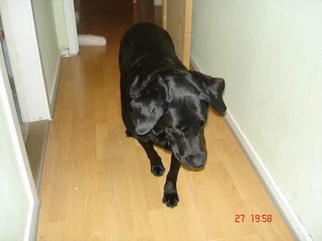 Labrador retriever thies billede 5