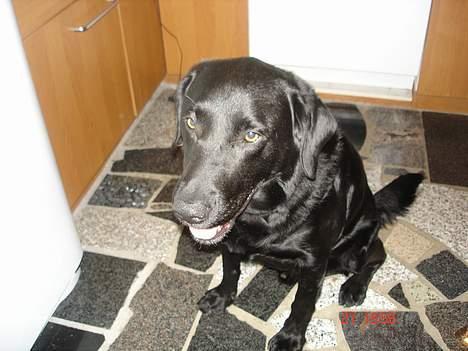 Labrador retriever thies billede 6