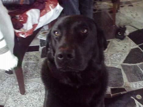 Labrador retriever thies billede 7