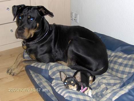 Blanding af racer Malthe - malthe og simone bedste venner r.i.p. simone vi elsker dig billede 7