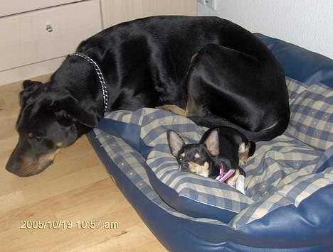 Blanding af racer Malthe - vi sov så godt sammen billede 8