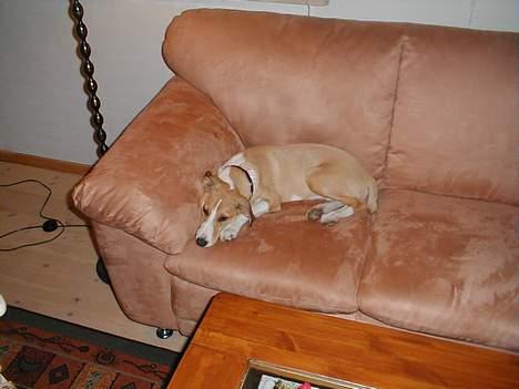 Blanding af racer bailey billede 12