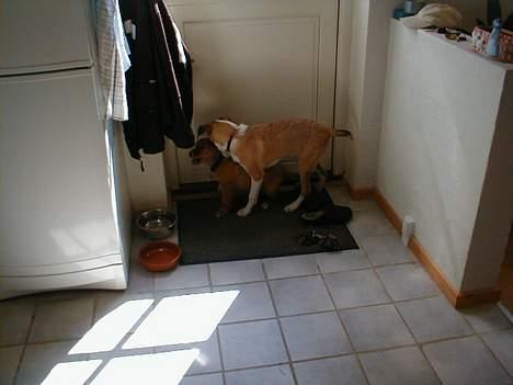 Blanding af racer bailey billede 13