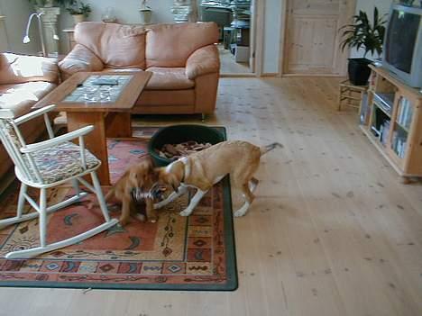 Blanding af racer bailey billede 14