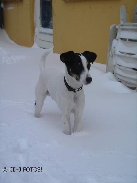 Dansk svensk gaardhund Luca - Han ser ret lækker ud som han står der :P  billede 16