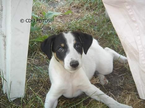 Dansk svensk gaardhund Luca - Den selv samme dag vi fik ham hjem, den 22.07. 2006.  billede 17