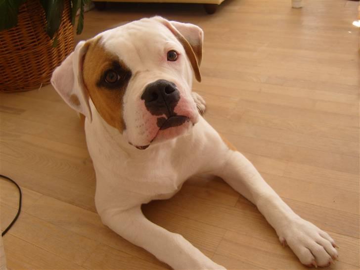 Amerikansk bulldog  bully... Kenzo... billede 10