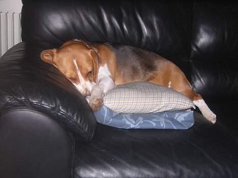 Beagle Tinka - Mit ynglingssted er sofaen..... billede 17
