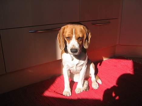Beagle Tinka - Her nyder jeg årets første forårsdag i solen billede 18