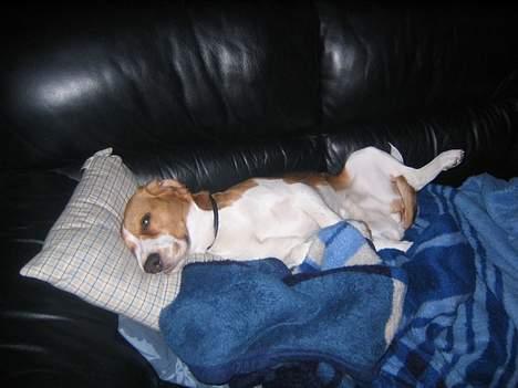 Beagle Tinka - Efter er laaaang tur i hundeskoven billede 19