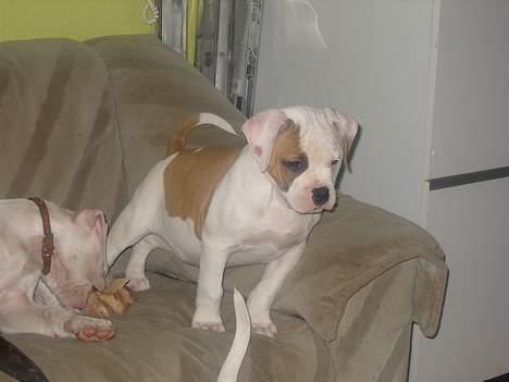 Amerikansk bulldog  bully... Kenzo... billede 11