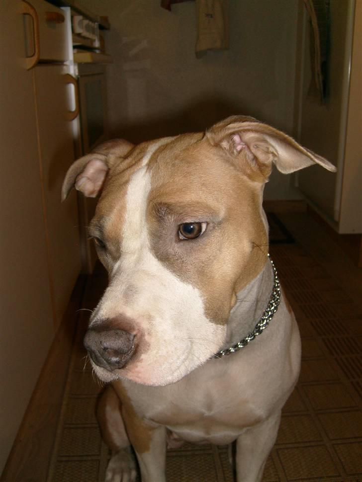 Amerikansk staffordshire terrier Princess Babe R.I.P.  :( - Princess Babe billede 1