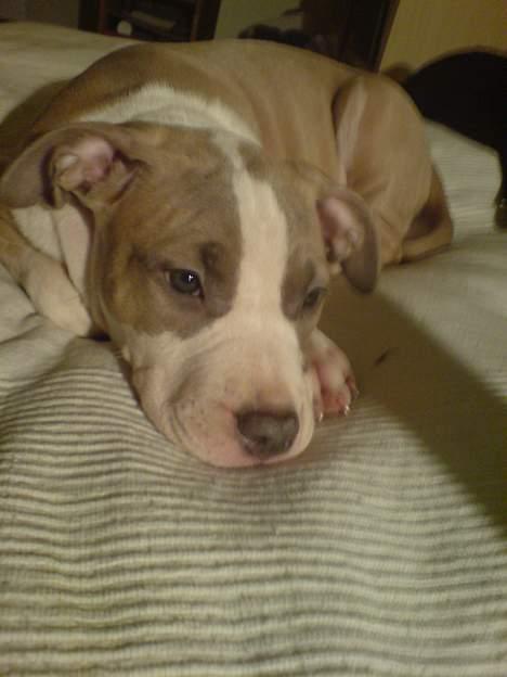 Amerikansk staffordshire terrier Princess Babe R.I.P.  :( - Babe ligger lige og slapper lidt af billede 2