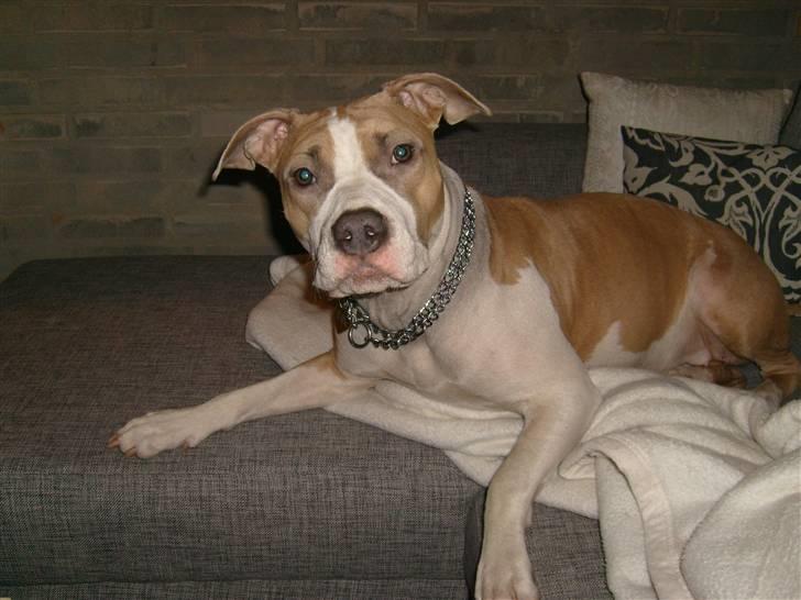 Amerikansk staffordshire terrier Princess Babe R.I.P.  :( - Babe 1år hygger i sofaen billede 3