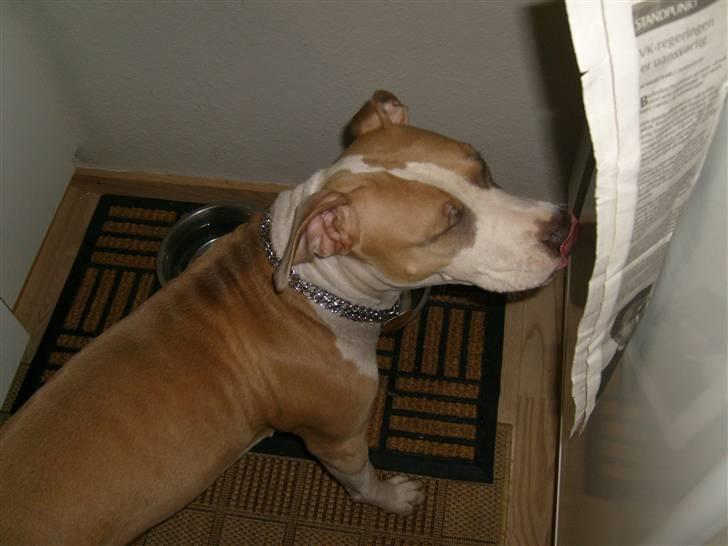 Amerikansk staffordshire terrier Princess Babe R.I.P.  :( - Hehe... du er så kær Babe billede 4