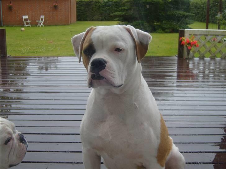 Amerikansk bulldog  bully... Kenzo... billede 12