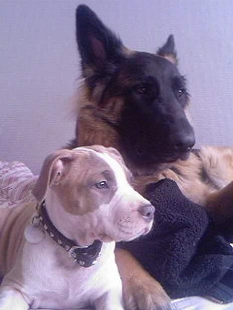 Amerikansk staffordshire terrier Princess Babe R.I.P.  :( - Aika og babe billede 5