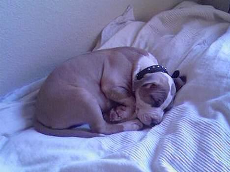 Amerikansk staffordshire terrier Princess Babe R.I.P.  :( - Babe er træt og har lagt sig til at putte oppe i min seng billede 6