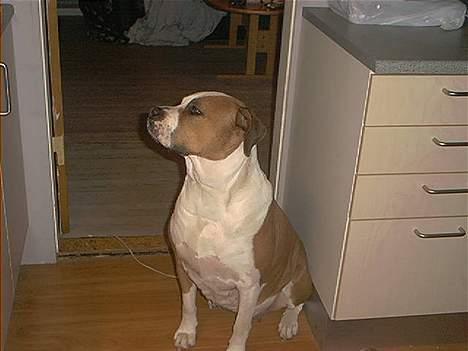 Amerikansk bulldog Baily - Nu gider jeg snart ikk ha taget flere billeder. billede 4