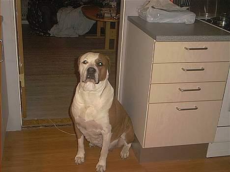 Amerikansk bulldog Baily - Okay, så et sidste da.. billede 5