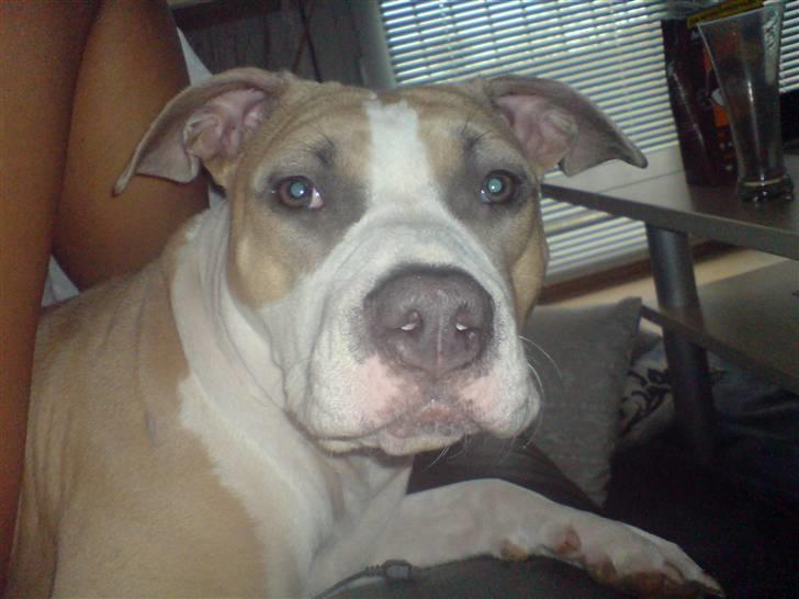 Amerikansk staffordshire terrier Princess Babe R.I.P.  :( - Babe, som er i sofaen.. ups, det må du da ikke Babe :) billede 7