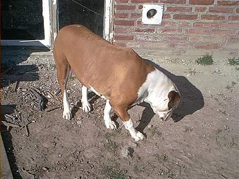 Amerikansk bulldog Baily - Jeg fandt lige en dejlig kæp at bide i. billede 6