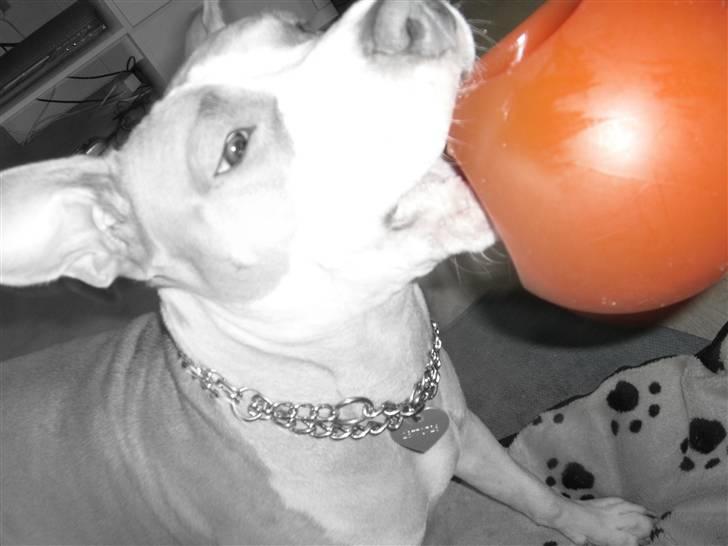 Amerikansk staffordshire terrier Princess Babe R.I.P.  :( - Legesyge Babe billede 8