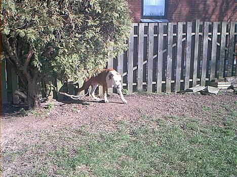 Amerikansk bulldog Baily - Jeg kommer ud af mit skjul nu, så jeg ka være med på billedet. billede 7