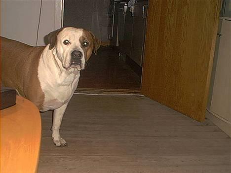 Amerikansk bulldog Baily - Tar du billeder, må jeg være med? billede 8