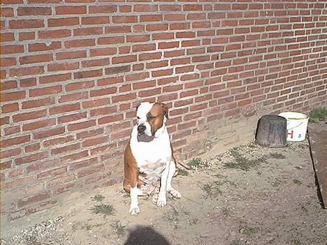 Amerikansk bulldog Baily - Min ynlings plads, når solen skinner. billede 9