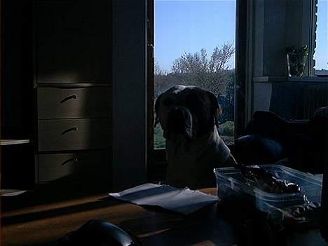 Amerikansk bulldog Baily - Ikk min bedste dag..  billede 10