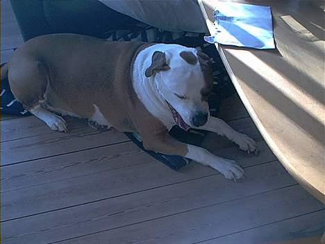 Amerikansk bulldog Baily - Gaab... billede 11