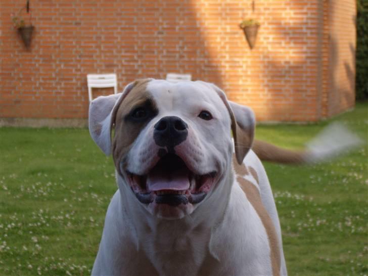 Amerikansk bulldog  bully... Kenzo... billede 13