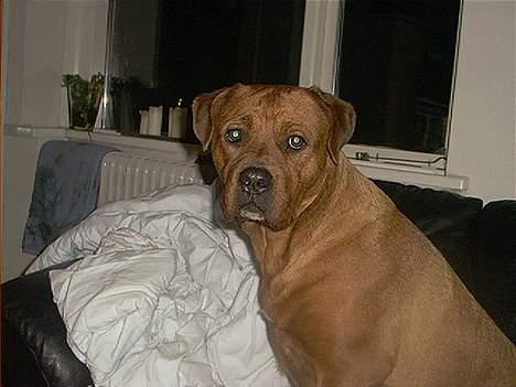 Blanding af racer Sasja - Taget på fersk gerning..  billede 6