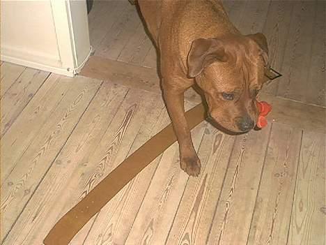 Blanding af racer Sasja - Ska du sælge det bælte mor, nåh men jeg ska lige her over... billede 7