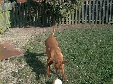 Blanding af racer Sasja - Min snemand er altid sjov at kanøfle. billede 8