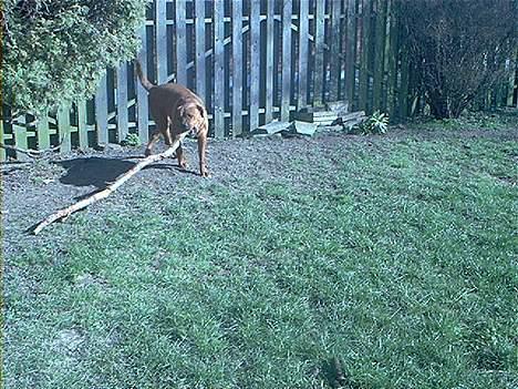 Blanding af racer Sasja - Hold da op en kæp, ka jeg få den her over? billede 9