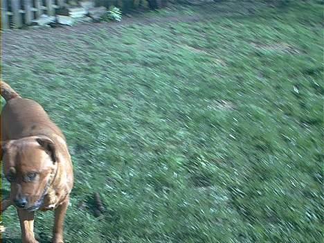 Blanding af racer Sasja - Øøh? billede 10