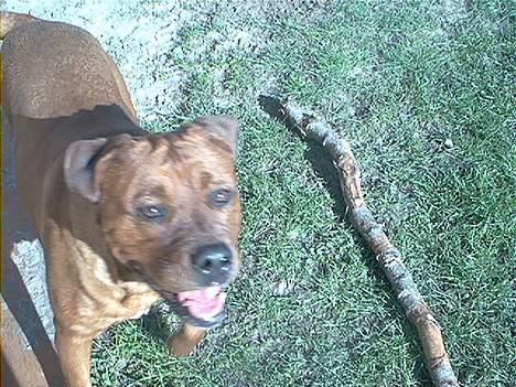 Blanding af racer Sasja - Hej mor.. billede 11