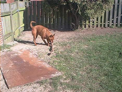 Blanding af racer Sasja - Jeg elsker at lege i haven. billede 12