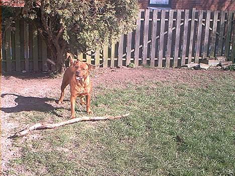 Blanding af racer Sasja billede 13