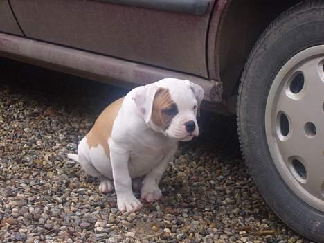 Amerikansk bulldog  bully... Kenzo... billede 14