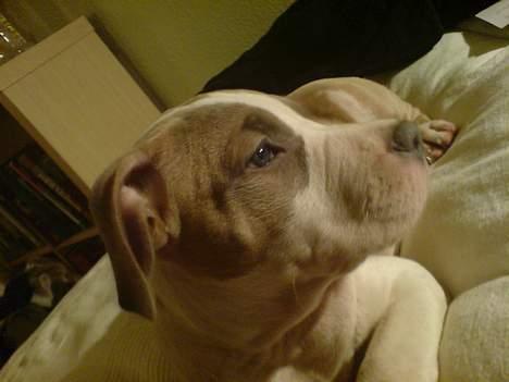 Amerikansk staffordshire terrier Princess Babe R.I.P.  :( billede 9
