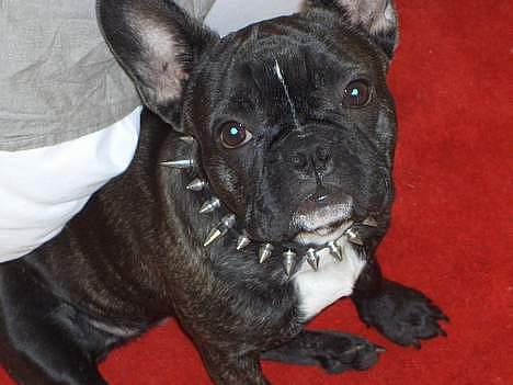 Engelsk bulldog anton sne - her er carla min gode veninde chek hende ud billede 10