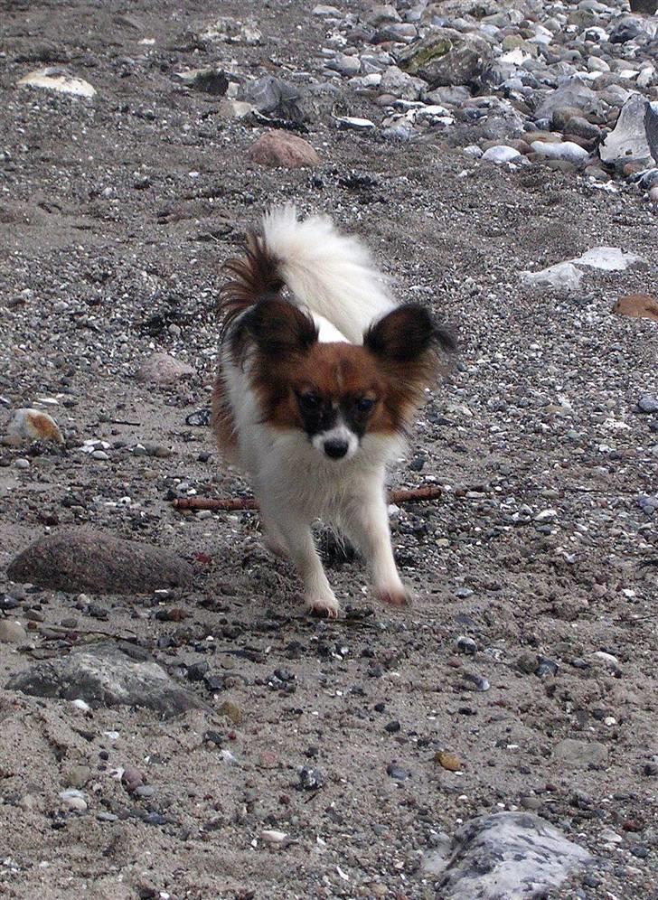 Papillon Toymaker´s Milla Vanilla. billede 15