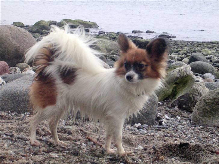 Papillon Toymaker´s Milla Vanilla. billede 16